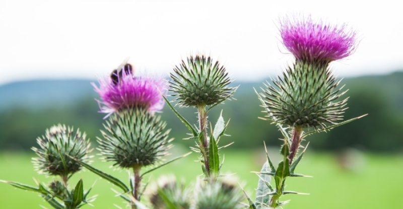 milk thistle plant