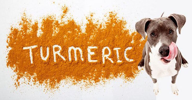 turmeric for dogs